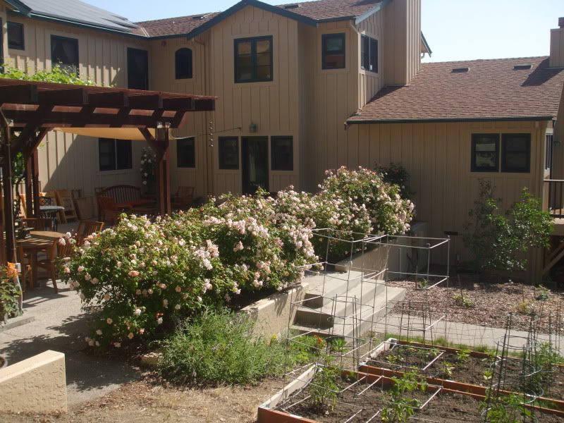 Perle d'Or hedge - May photo DSCF5705.jpg